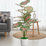 Indoor Plants